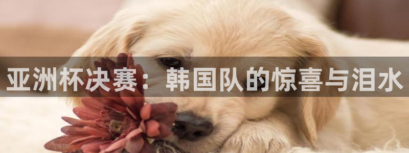 世界杯欧洲预选赛赛程：亚洲杯决赛：韩国队的惊喜与泪水